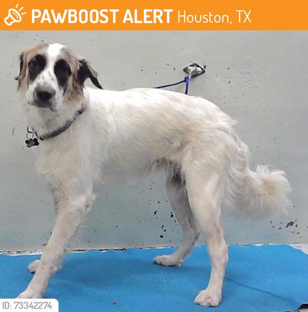 Found/Stray Female Dog last seen Near Block Almeda Genoa, Houston, TX 77034