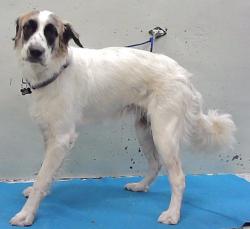Found/Stray Female Dog last seen Near Block Almeda Genoa, Houston, TX 77034