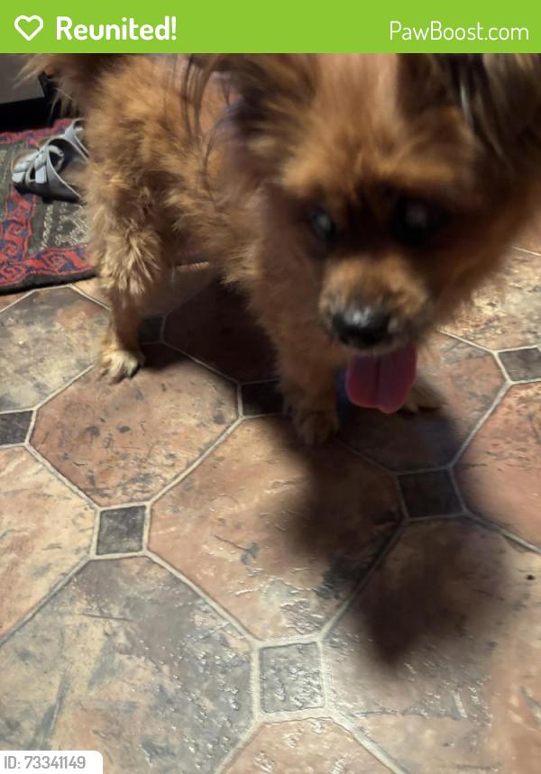 Reunited Male Dog last seen W. Harvey, Philadelphia, PA 19144