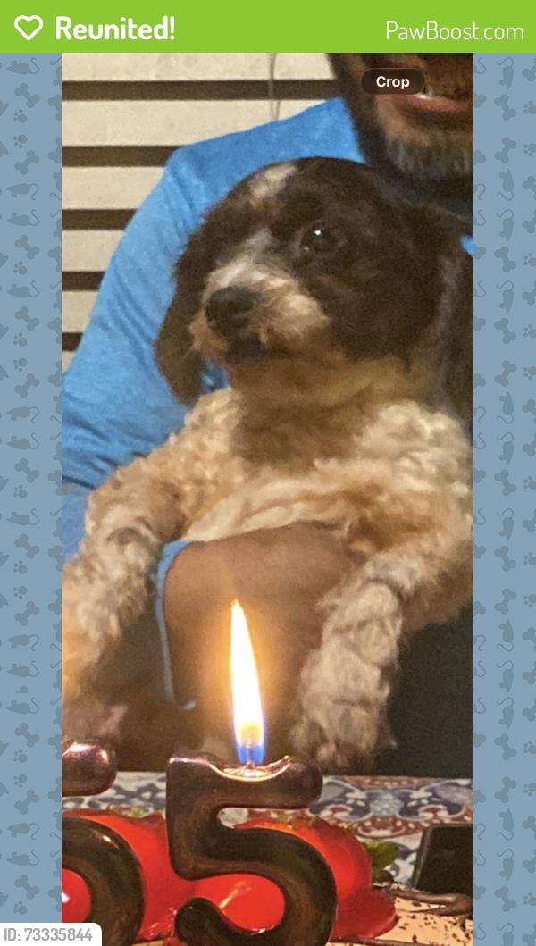 Reunited Male Dog last seen N Santa Fe & N Citrus Ave, Vista, CA 92084