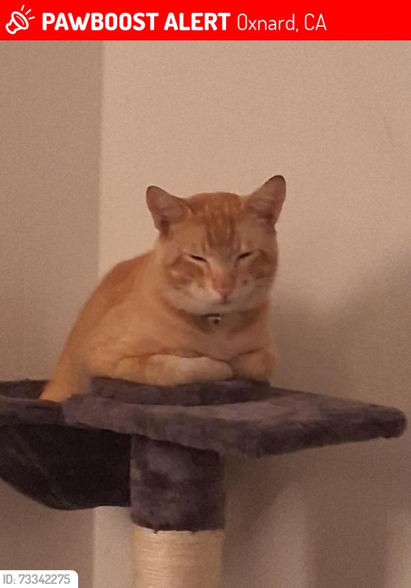 Lost Male Cat last seen Ventura rd, Oxnard, CA 93030