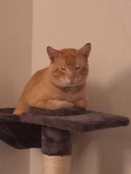 Lost Male Cat last seen Ventura rd, Oxnard, CA 93030