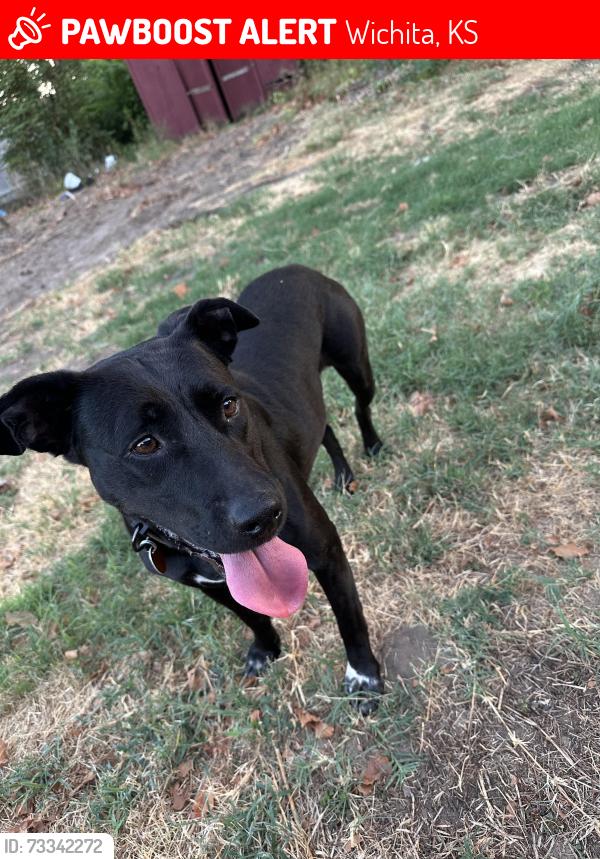 Lost Female Dog last seen W 25th St N and Ballinger St N. Off exit 11 of 235 northwest Wichita, Wichita, KS 67204