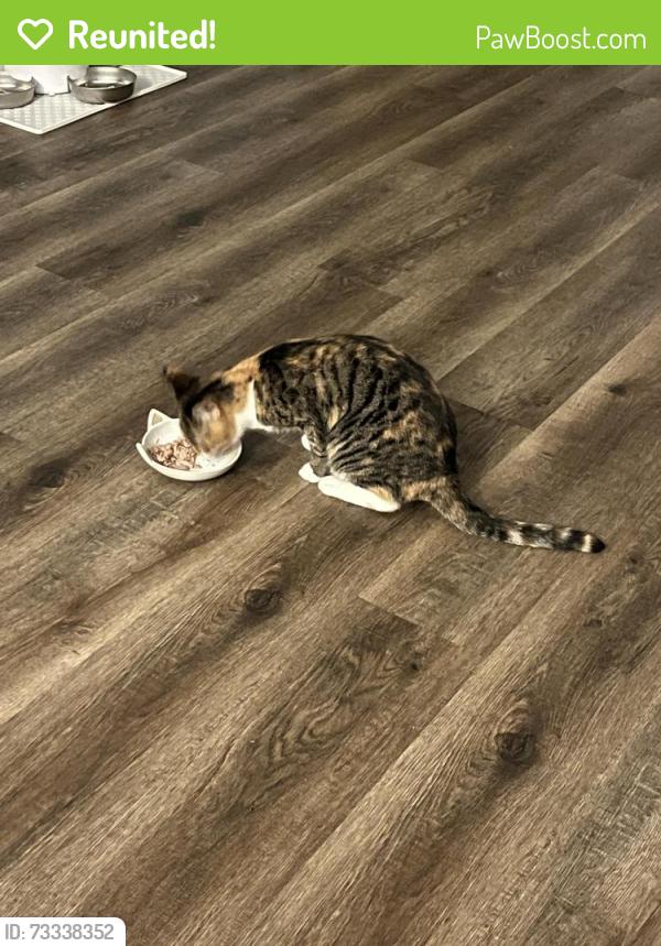 Reunited Female Cat last seen NE 6th Terr and NE 5th Ave (Backyard), Cape Coral, FL 33909