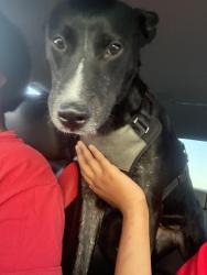 Lost Female Dog last seen Golf Links and Prudence, Tucson, AZ 85730
