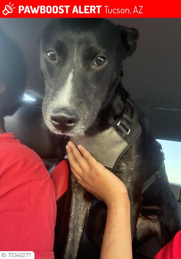 Lost Female Dog last seen Golf Links and Prudence, Tucson, AZ 85730