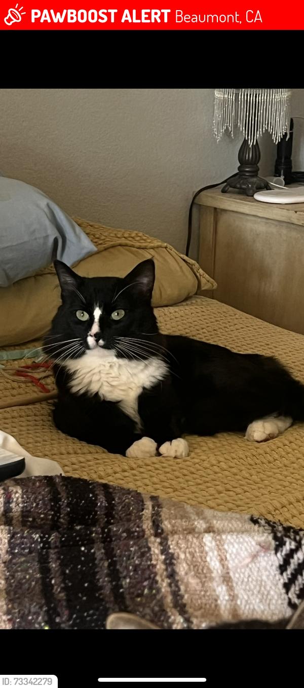 Lost Male Cat last seen Elm Street, Beaumont, CA 92223