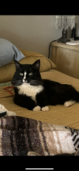 Lost Male Cat last seen Elm Street, Beaumont, CA 92223