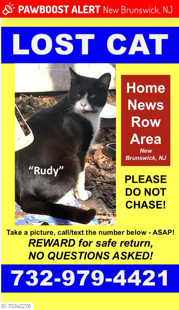 Lost Male Cat last seen Home news row new brunswick, New Brunswick, NJ 08901