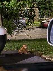 Found/Stray Female Cat last seen Laundromax back parking lot, on the corner of main and applewood, Columbus, OH 43213