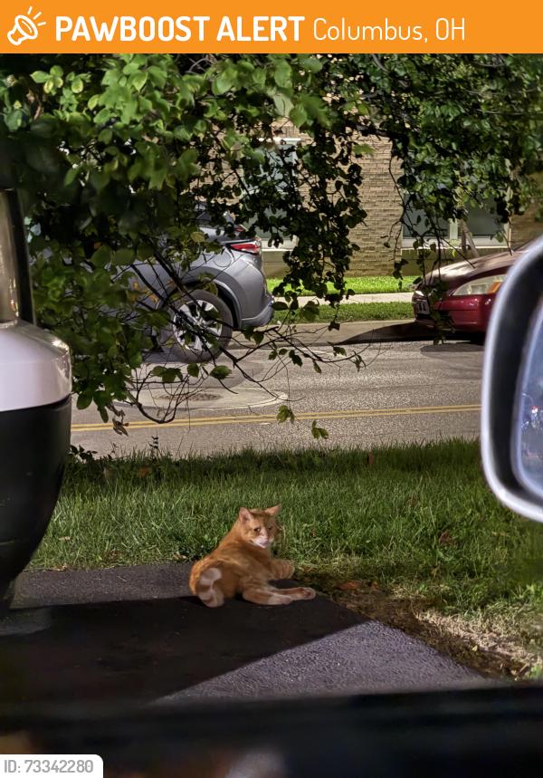 Found/Stray Female Cat last seen Laundromax back parking lot, on the corner of main and applewood, Columbus, OH 43213