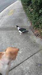 Found/Stray Unknown Bird last seen Bristlecone Drive, Richmond, CA 94803
