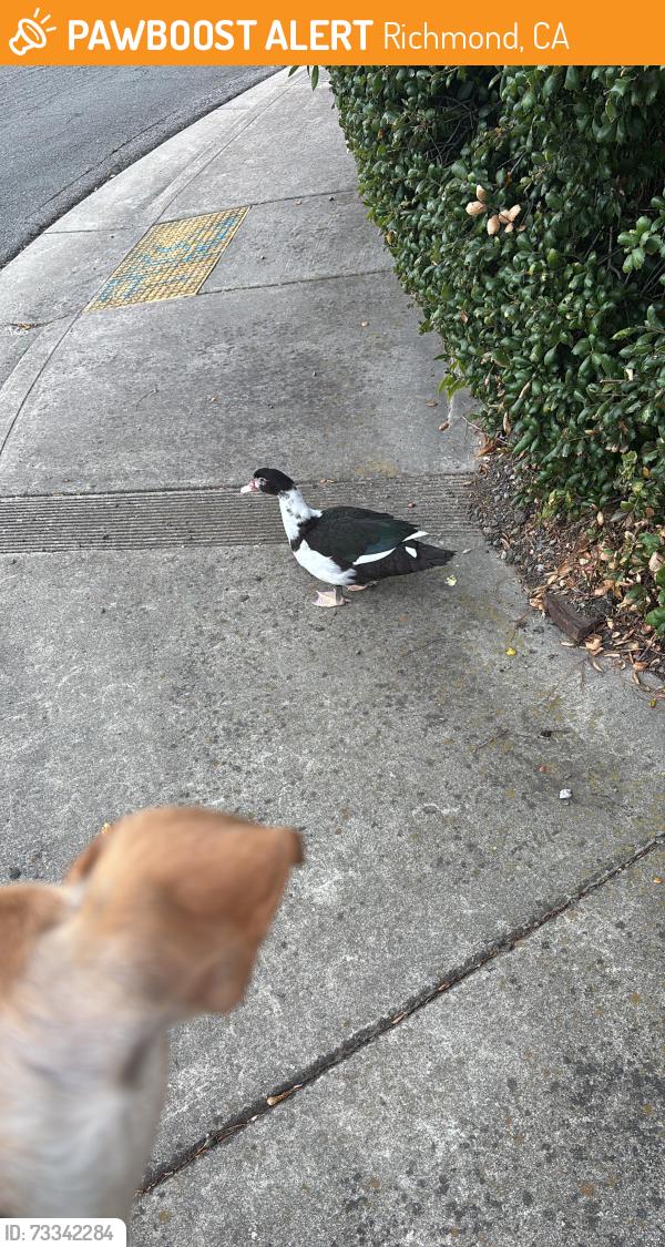 Found/Stray Unknown Bird last seen Bristlecone Drive, Richmond, CA 94803