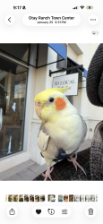 Lost Male Bird last seen Otay ranch/ IVY senior living, Chula Vista, CA 91913