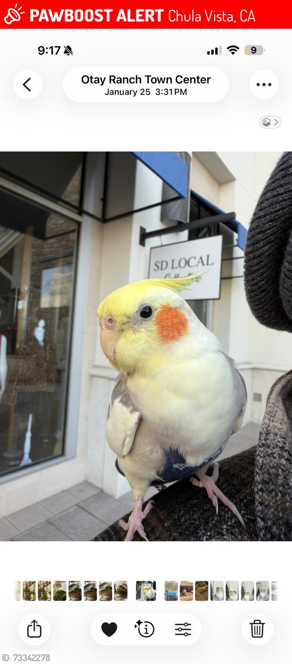 Lost Male Bird last seen Otay ranch/ IVY senior living, Chula Vista, CA 91913