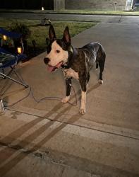 Found/Stray Male Dog last seen Burleson, Burleson, TX 76028