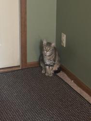 Reunited Female Cat last seen 82nd and Hague, Indianapolis, IN 46256