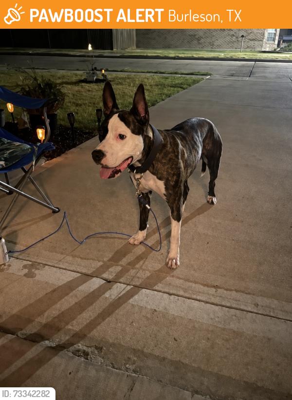 Found/Stray Male Dog last seen Burleson, Burleson, TX 76028