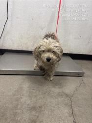 Shelter Stray Male Dog last seen Near BLOCK E HUNTINGTON BLVD, FRESNO CA 93702 3215, 5277 E Airways Blvd, Fresno, CA 93727, USA