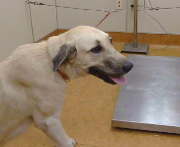 Shelter Stray Female Dog last seen ARTESIA RD/ ELWYN AVE, 95626, 3839 Bradshaw Rd, Sacramento, CA 95827, USA