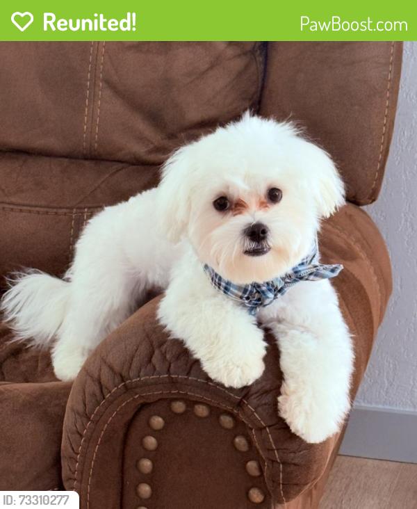 Reunited Male Dog last seen N Oak St, Springdale near to apmts The Heights on Oak, Springdale, AR 72764