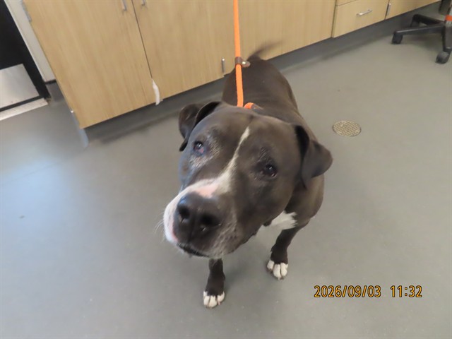 Shelter Stray Male Dog last seen A26-106130, 5501 E Van Buren St, Phoenix, AZ 85008, USA