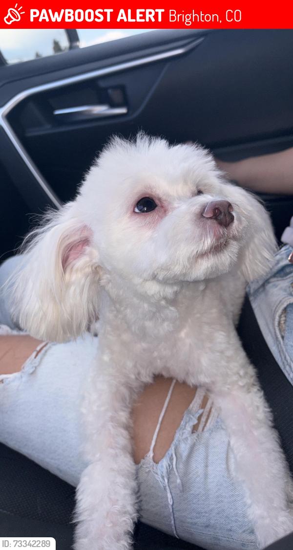 Lost Female Dog last seen Near Zuni st 403B, Brighton, CO 80602