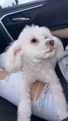 Lost Female Dog last seen Near Zuni st 403B, Brighton, CO 80602