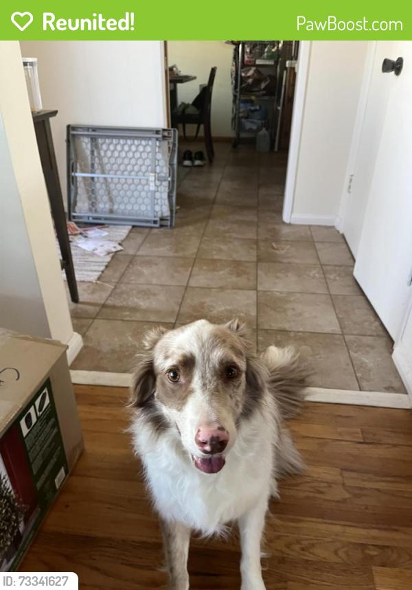Reunited Male Dog last seen University and Malle, La Mesa, La Mesa, CA 91941