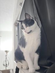 Lost Male Cat last seen Near Ave and the 836, Miami, FL 33126