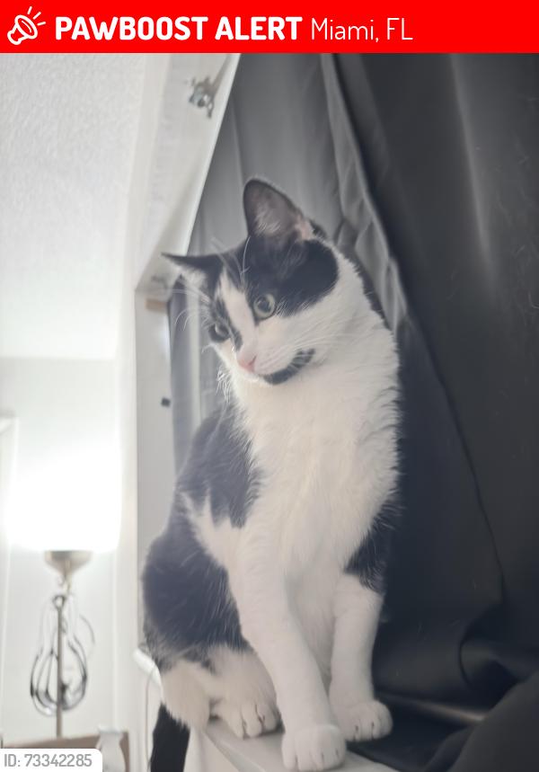 Lost Male Cat last seen Near Ave and the 836, Miami, FL 33126