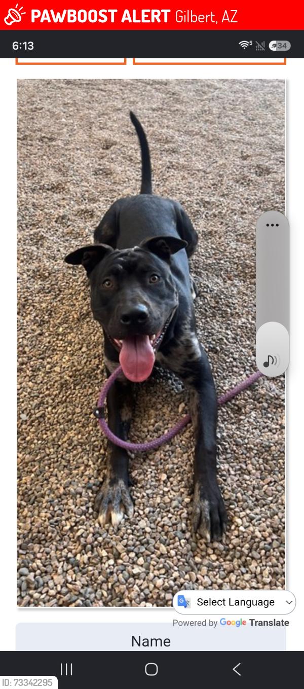 Lost Male Dog last seen Animal shelter on lewis st, Gilbert, AZ 85234