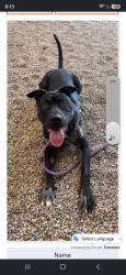 Lost Male Dog last seen Animal shelter on lewis st, Gilbert, AZ 85234