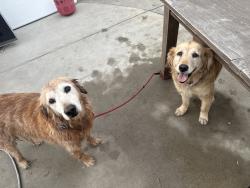 Lost Male Dog last seen Herron St & Eldridge St, Los Angeles, CA 91342