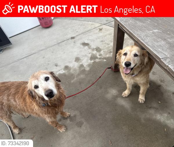 Lost Male Dog last seen Herron St & Eldridge St, Los Angeles, CA 91342