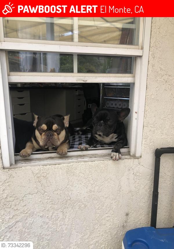 Lost Male Dog last seen Arden, El Monte, CA 91731