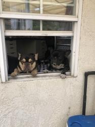 Lost Male Dog last seen Arden, El Monte, CA 91731