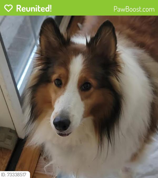 Reunited Female Dog last seen Near Windward Lane, Suffolk, VA 23435 in woods, Suffolk, VA 23435