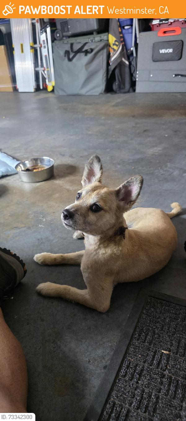 Found/Stray Male Dog last seen Western and Garden Grove Blvd, Westminster, CA 92683