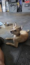 Found/Stray Male Dog last seen Western and Garden Grove Blvd, Westminster, CA 92683