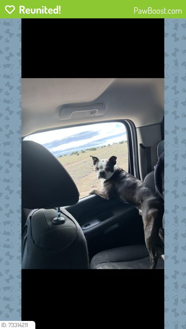 Reunited Male Dog last seen I25 near traditions, Algodones, NM 87001