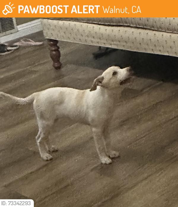 Found/Stray Female Dog last seen Golden Springs Road & Tierra Luna, Walnut, Walnut, CA 91765
