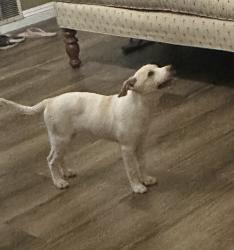 Found/Stray Female Dog last seen Golden Springs Road & Tierra Luna, Walnut, Walnut, CA 91765