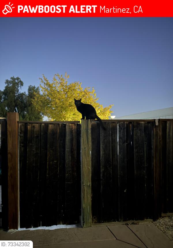 Lost Female Cat last seen Endriss, Martinez, CA 94553