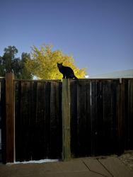 Lost Female Cat last seen Endriss, Martinez, CA 94553