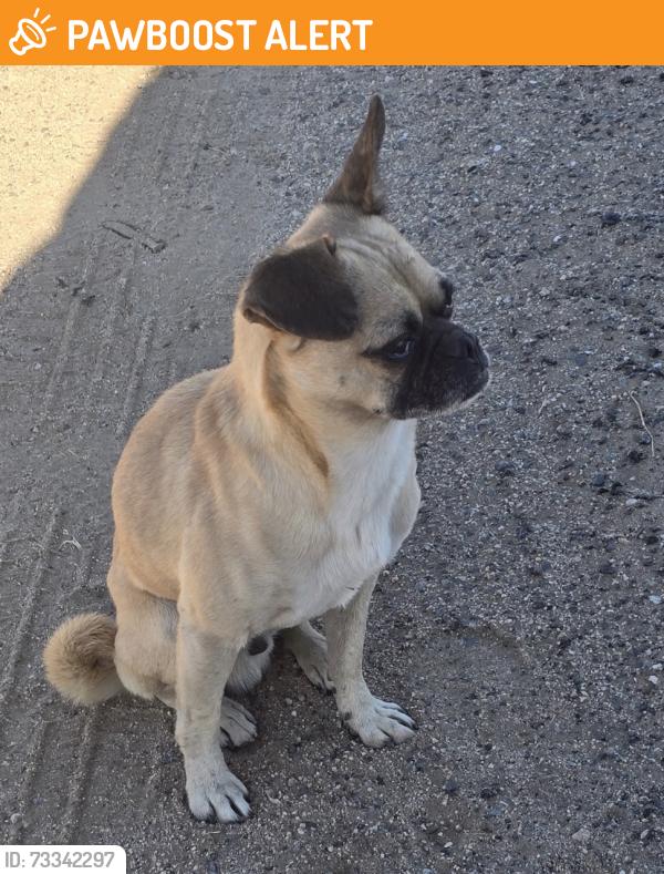 Found/Stray Male Dog last seen 240th East and O Desert area, Los Angeles County, CA 93591