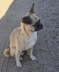 Found/Stray Male Dog last seen 240th East and O Desert area, Los Angeles County, CA 93591