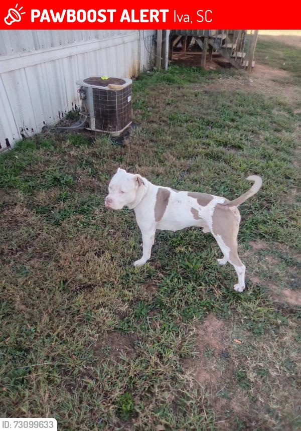 Lost Male Dog last seen Greg shoals road iva s.c 29655, Iva, SC 29655