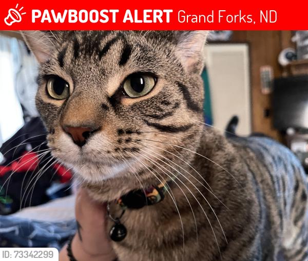 Lost Male Cat last seen 55th and university, Grand Forks, ND 58203