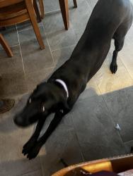 Reunited Female Dog last seen Comanche and minroe, Albuquerque, NM 87110
